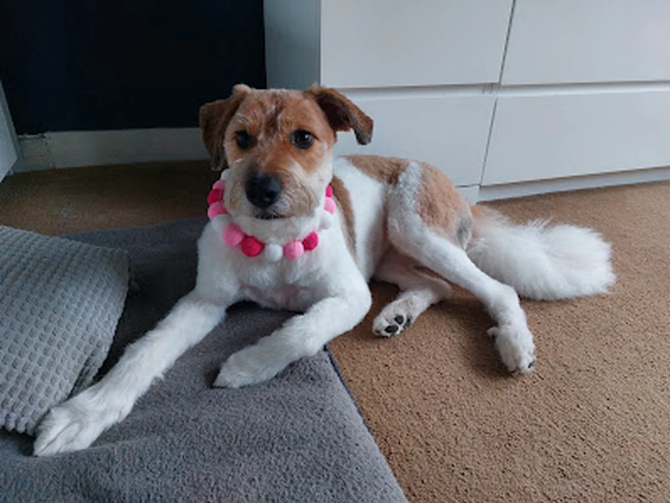 Trimsalon beauty of paws, Rotterdam
