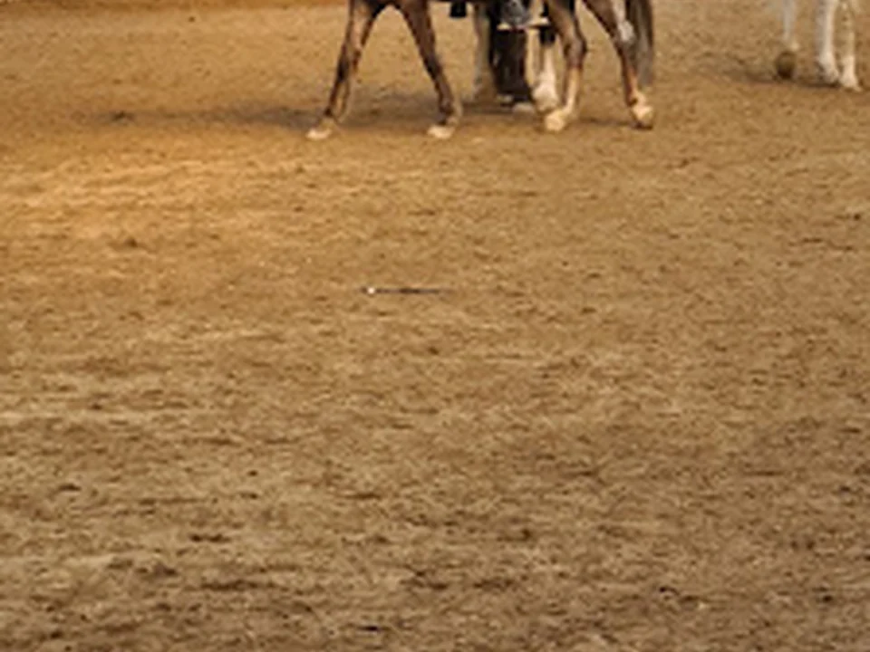 Manege Filip Dros, Rotterdam