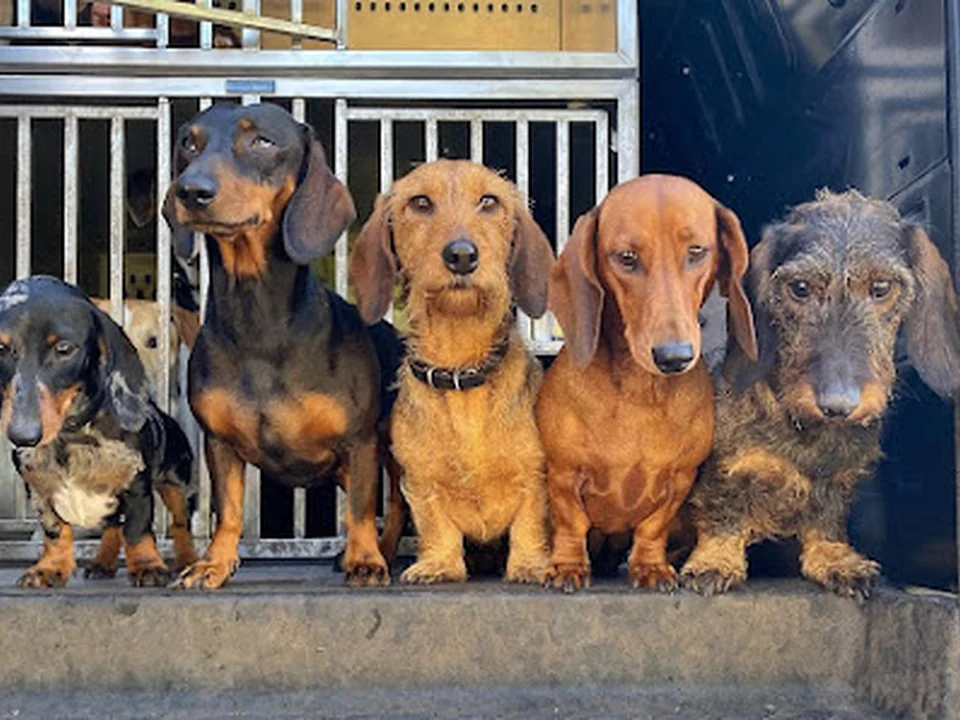 Honden Uitlaatservice Joepie, Rotterdam