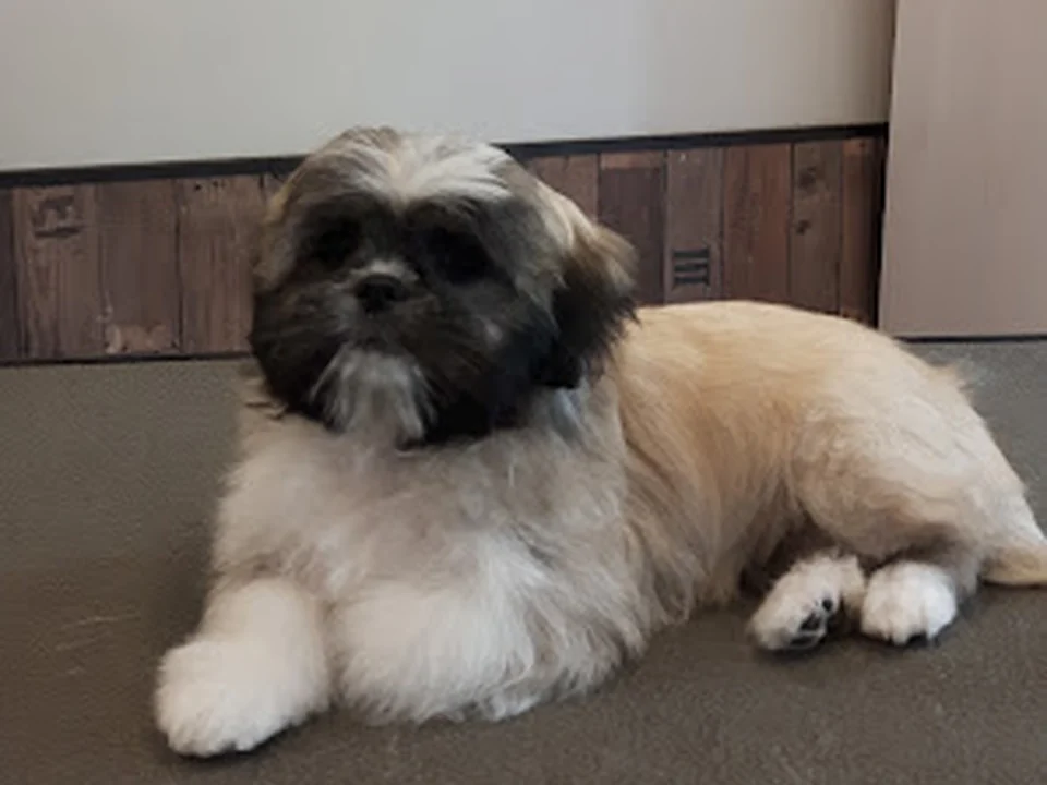 Hondentrimsalon Beautydogs, Rotterdam