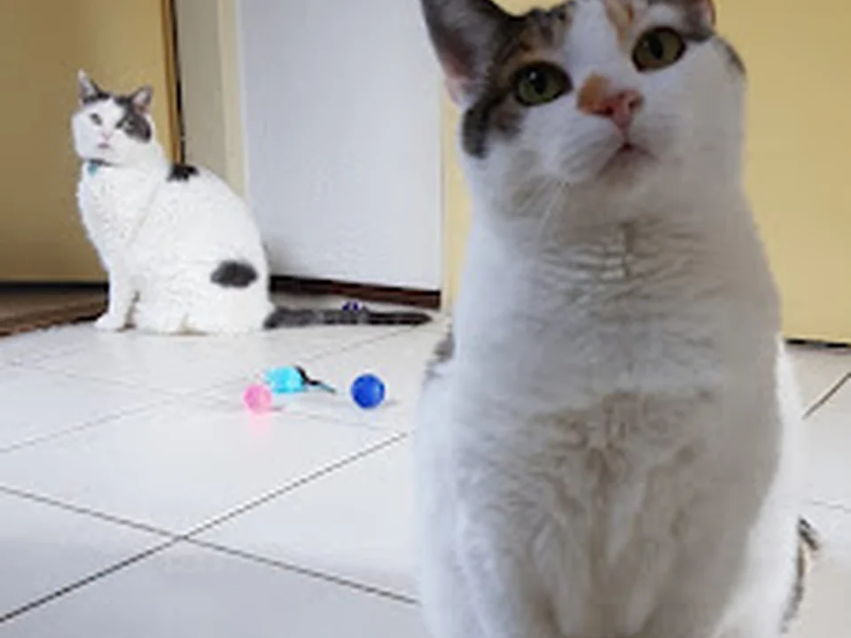 De Kattenpraktijk 🐈‍⬛🩺, Rotterdam
