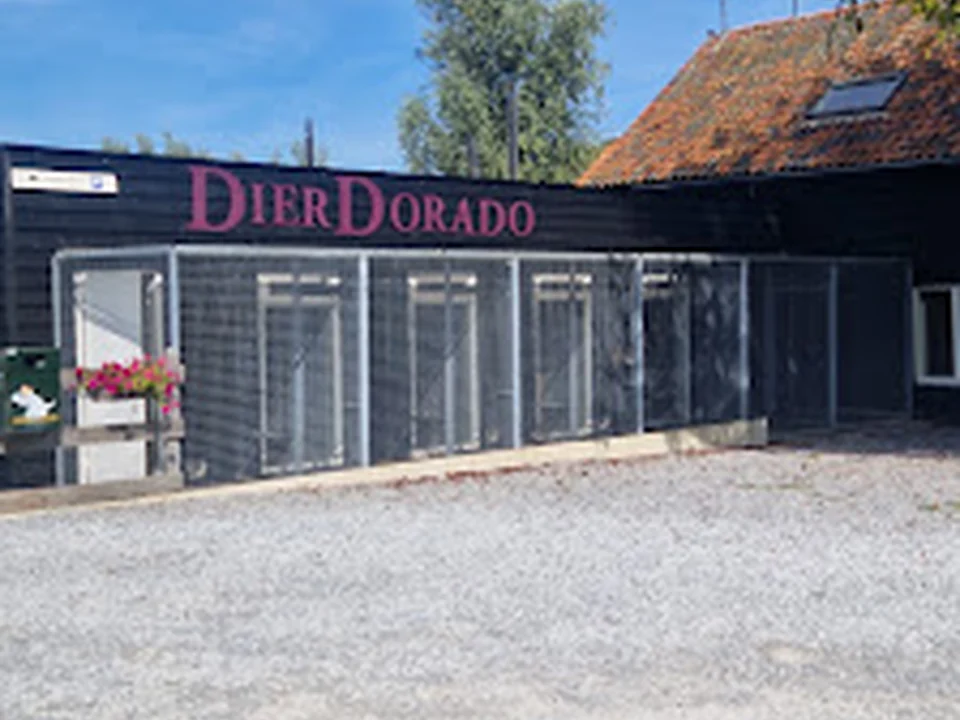 DierDorado, Rotterdam