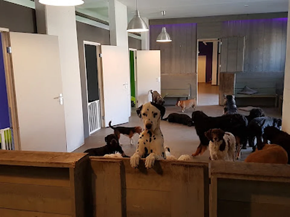 Hond Centraal, Rotterdam