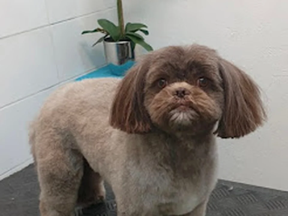 Trimsalon De Doggyrette, Rotterdam