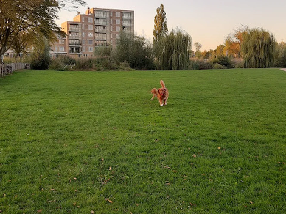 Hondenlosloopgebied, Rotterdam