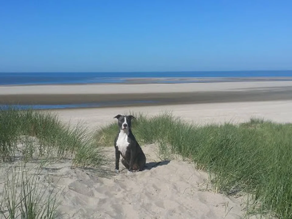 hondenschoolaanhuis.nl & perfectfamilydog.nl, Rotterdam