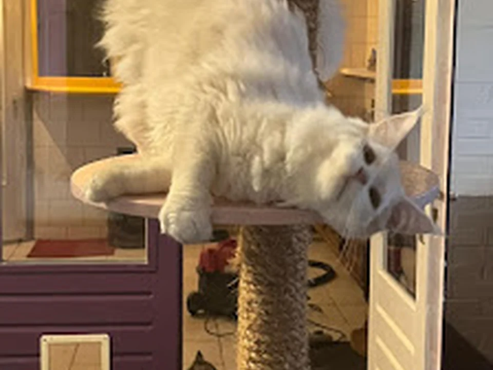 Kattenpension Valkenstein, Rotterdam