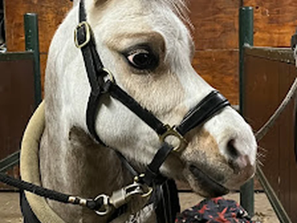 Manege Hitland, Rotterdam