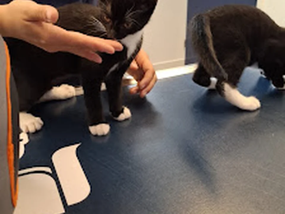 AniCura Dierenkliniek Rotterdam Capelle