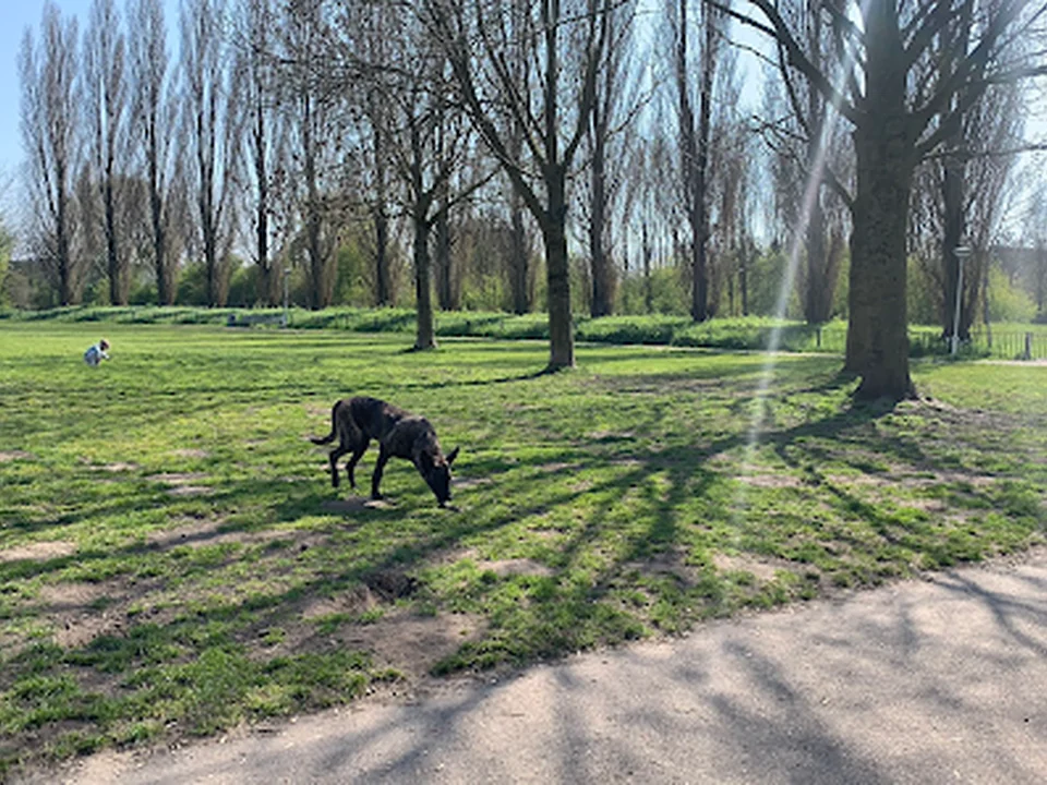 Hondenlosloopgebied, Rotterdam