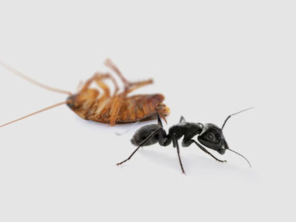 Suurd Pest Control B.V., Rotterdam