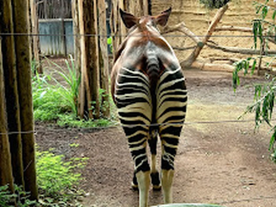 Dierenkliniek Blijdorp, Rotterdam
