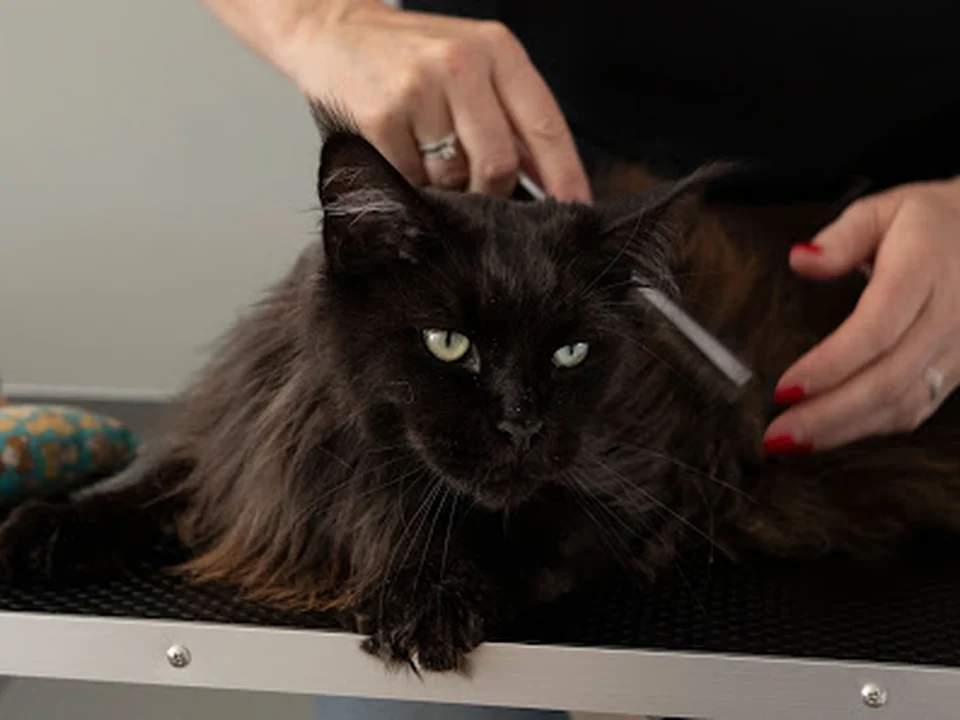 Purrfect Cat Care, Rotterdam