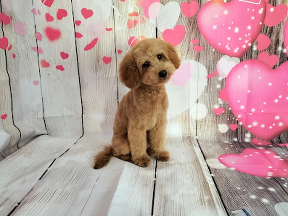 Hondentrimsalon Aneta Ommoord 🐩, Rotterdam