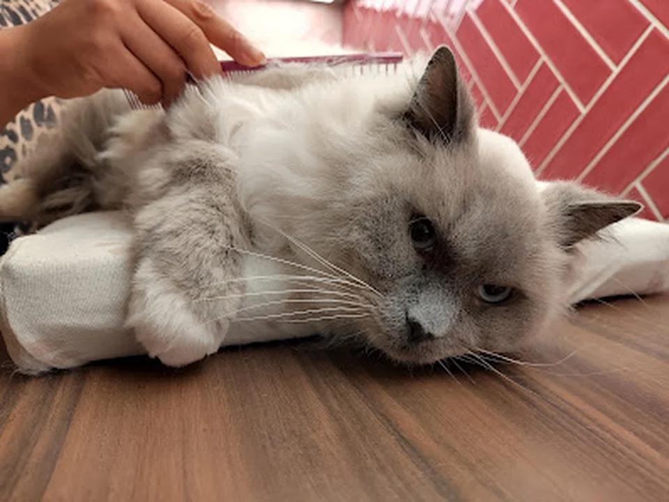 Jouw Kattentrimmer, Rotterdam